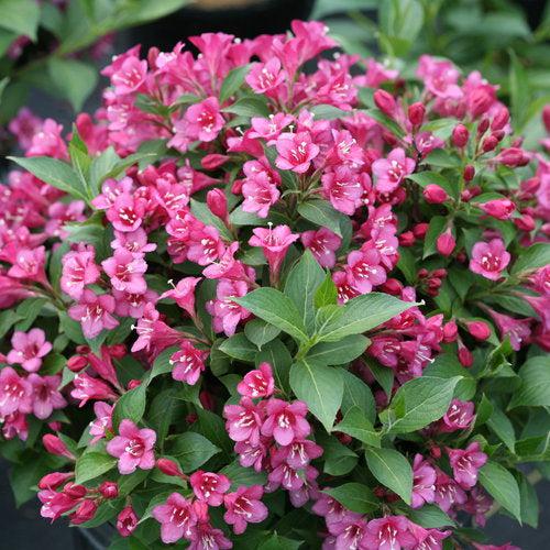 Weigela florida - Snippet® Dark Pink Weigela