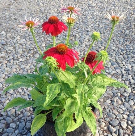 Echinacea x - Sombrero® Salsa Red Coneflower