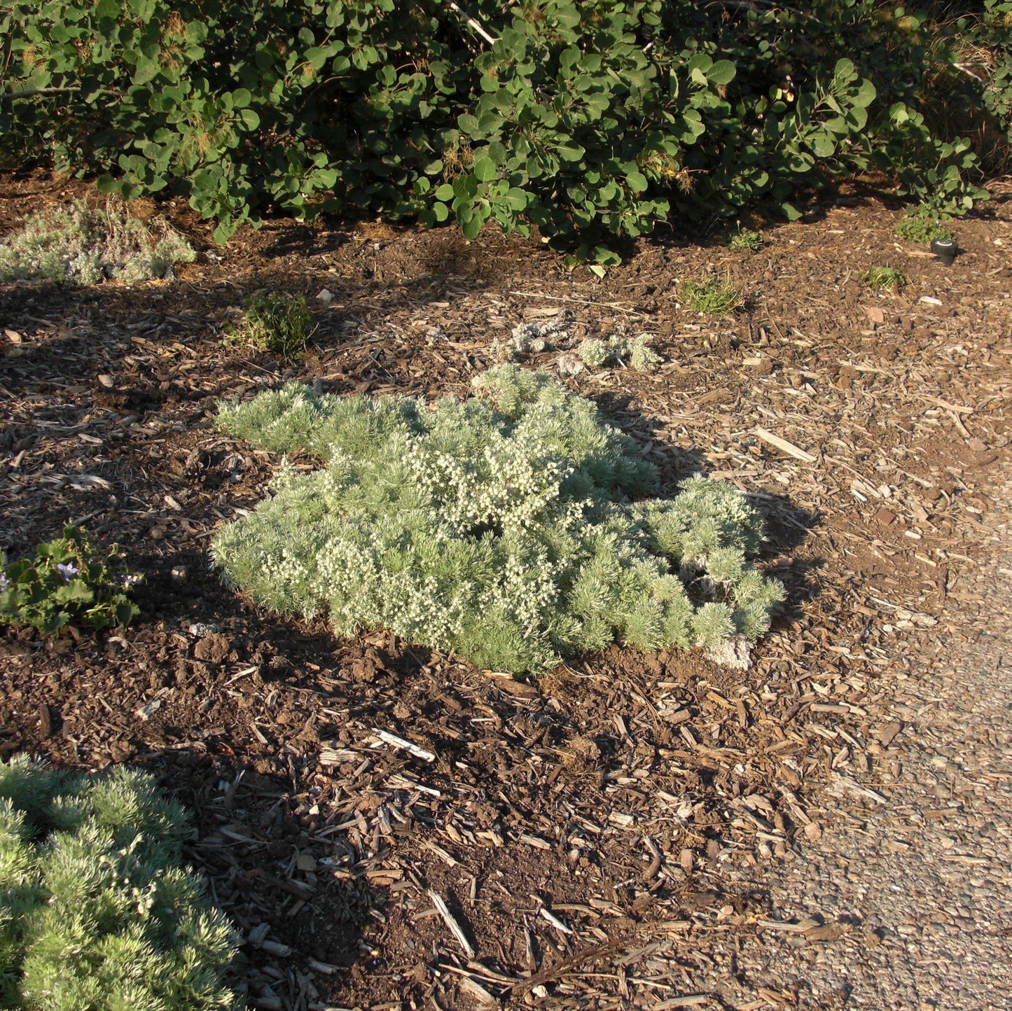 Artemisia schmidtiana - Silver Mound Wormwood, Ghost Plant