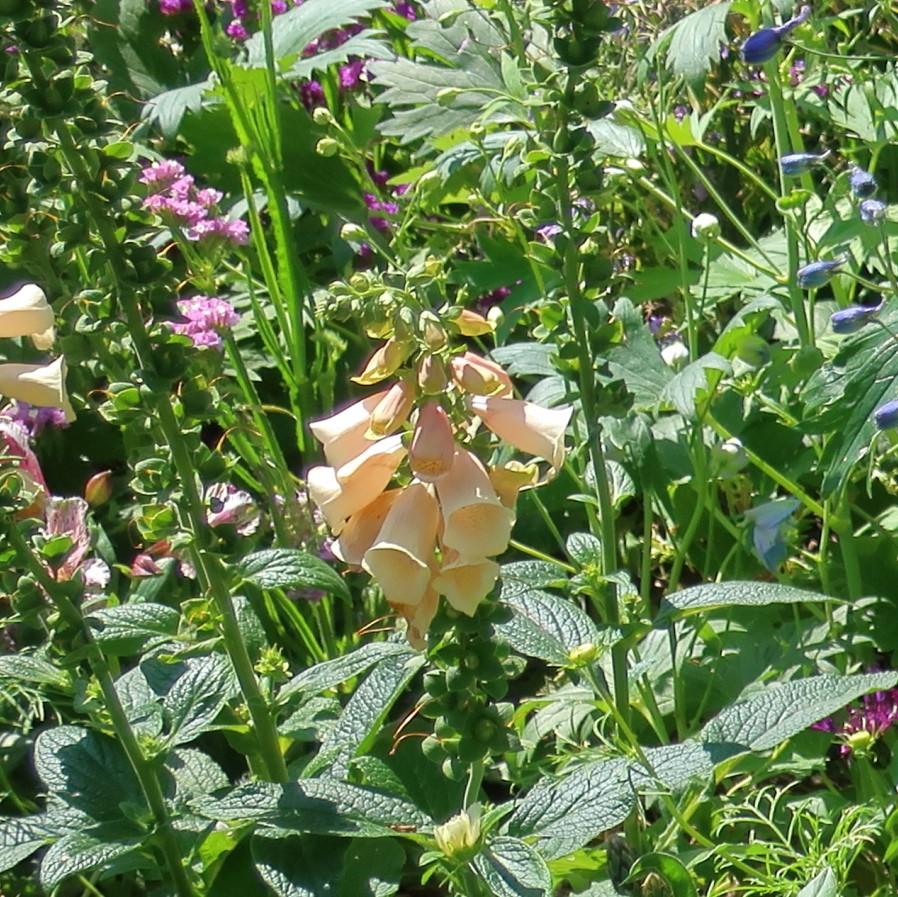 Digitalis purpurea - Dalmatian Peach Foxglove