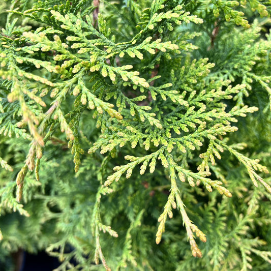 Thuja occidentalis - Junior Giant Arborvitae