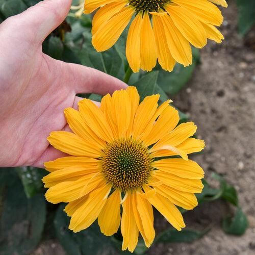Echinacea - Color Coded® One in a Melon Echinacea