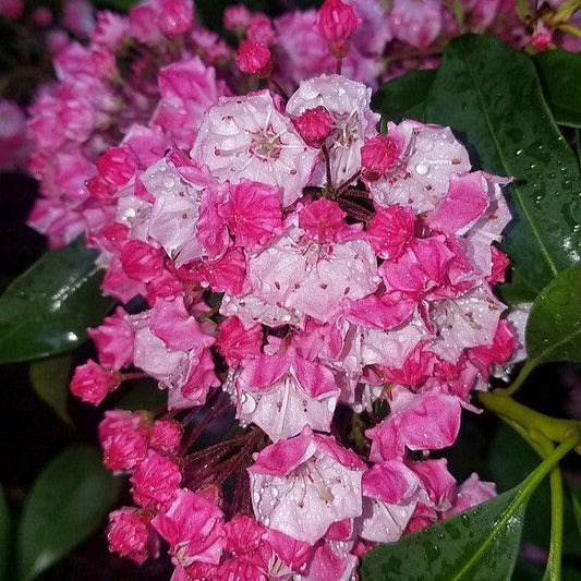 Kalmia latifolia - Carol Mountain Laurel