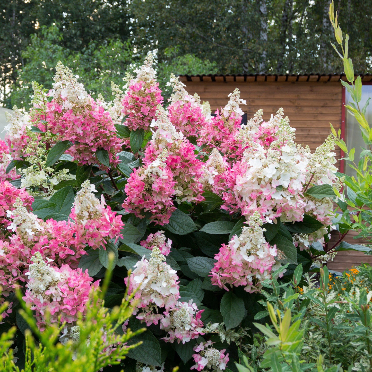 Hydrangea paniculata - First Editions® Vanilla Strawberry™ Hydrangea