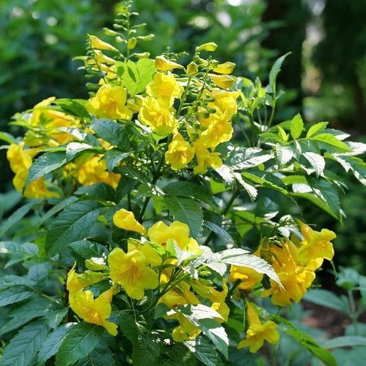 Tecoma x - Chicklet® Gold Trumpet Bush
