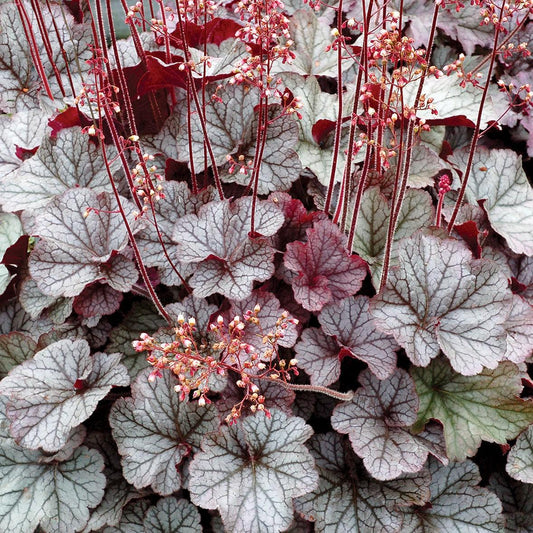 Heuchera x - Northern Exposure™ Silver Heuchera