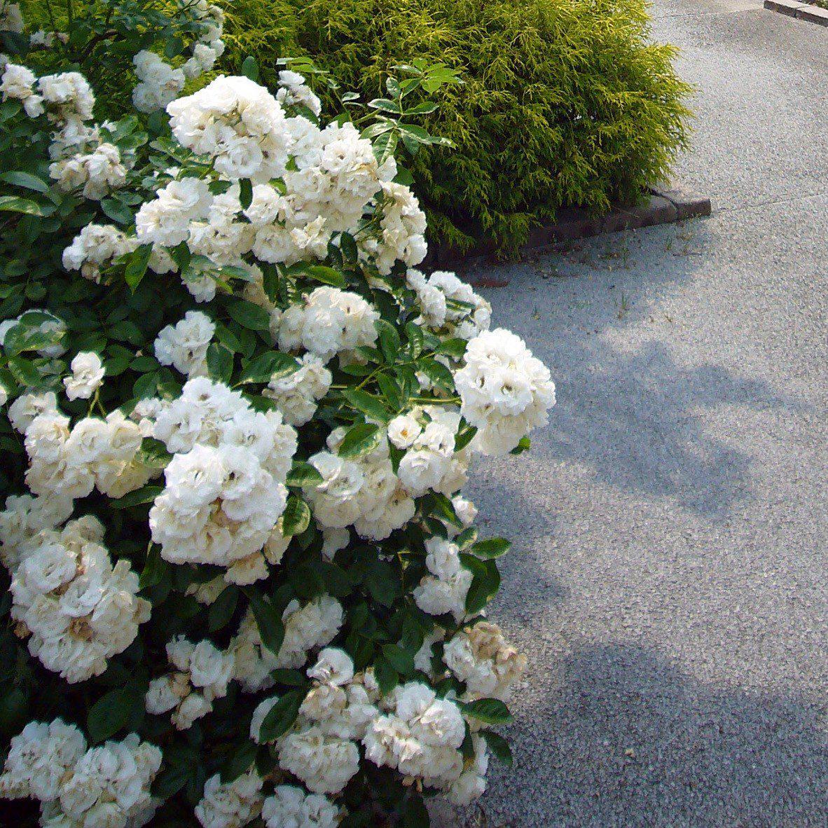 Rosa x - Flower Carpet® White Rose