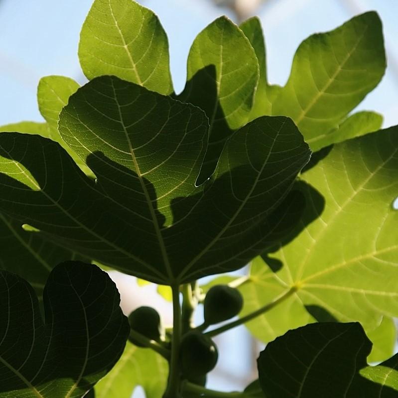 Ficus carica - Brown Turkey Fig