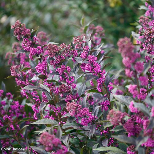 Callicarpa - Pearl Glam® Beautyberry