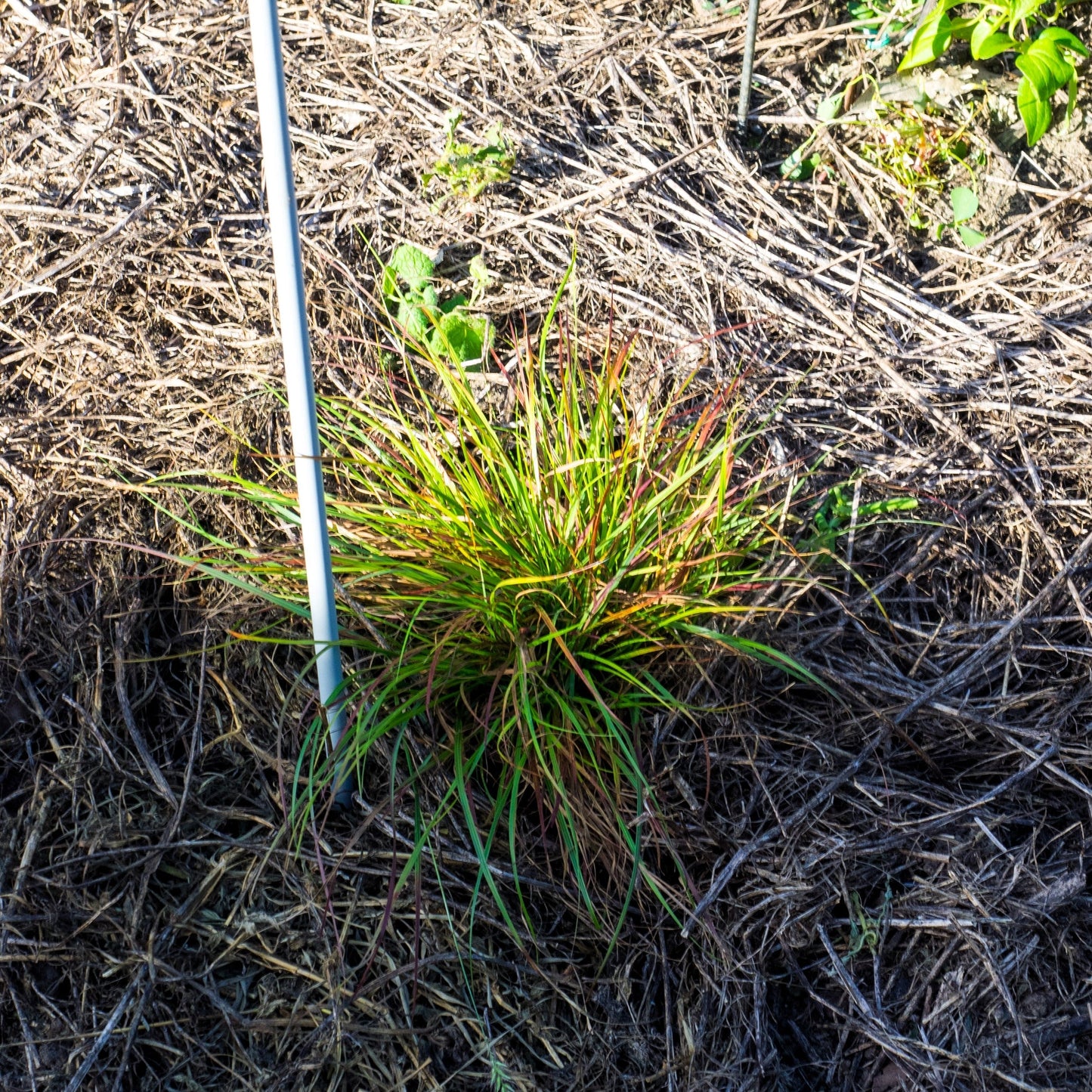 Pennisetum alopecuroides - Burgundy Bunny Fountain Grass