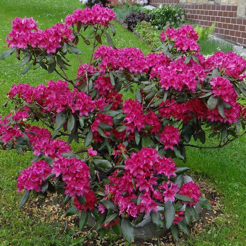 Rhododendron 'Nova Zembla'