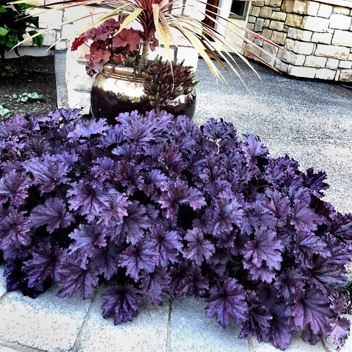 Heuchera x - Forever® Purple Coral Bells