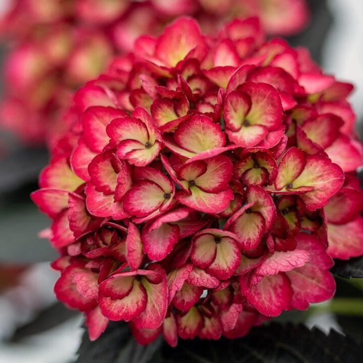 Hydrangea macrophylla - First Editions® Eclipse® Hydrangea