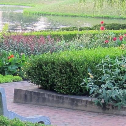 Buxus microphylla var. japonica - Winter Gem Boxwood