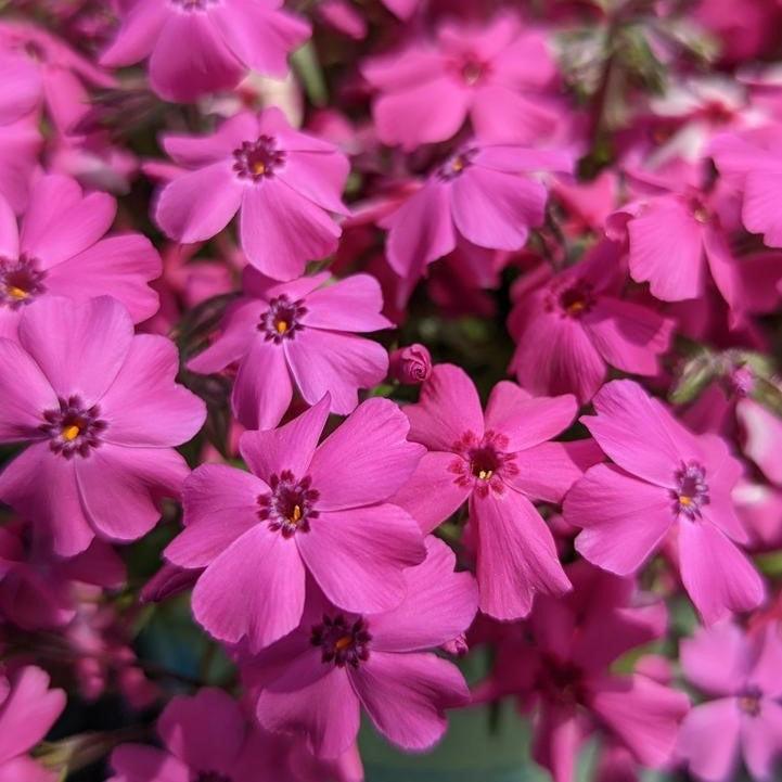 Phlox subulata - Spring Hot Pink Creeping Phlox