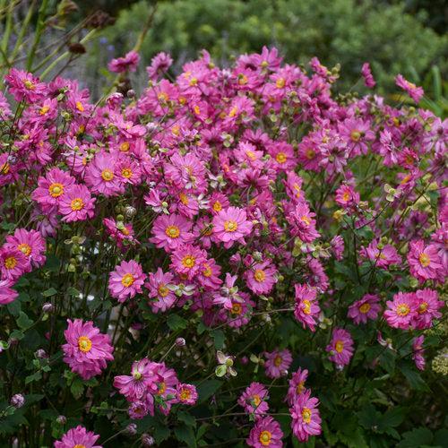 Anemone hybrid - PW® Fall in Love® Sweetly Anemone