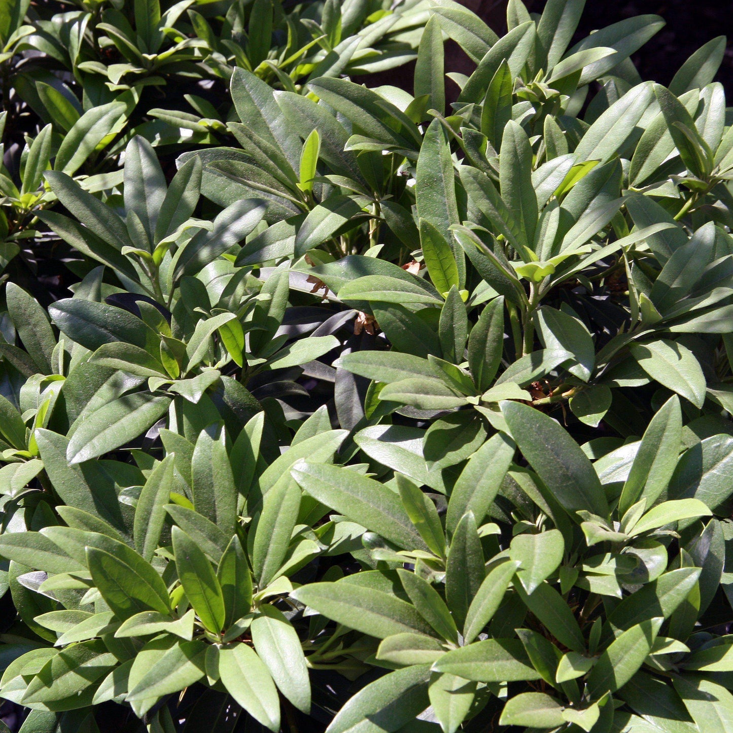 Rhododendron catawbiense 'Chionoides'