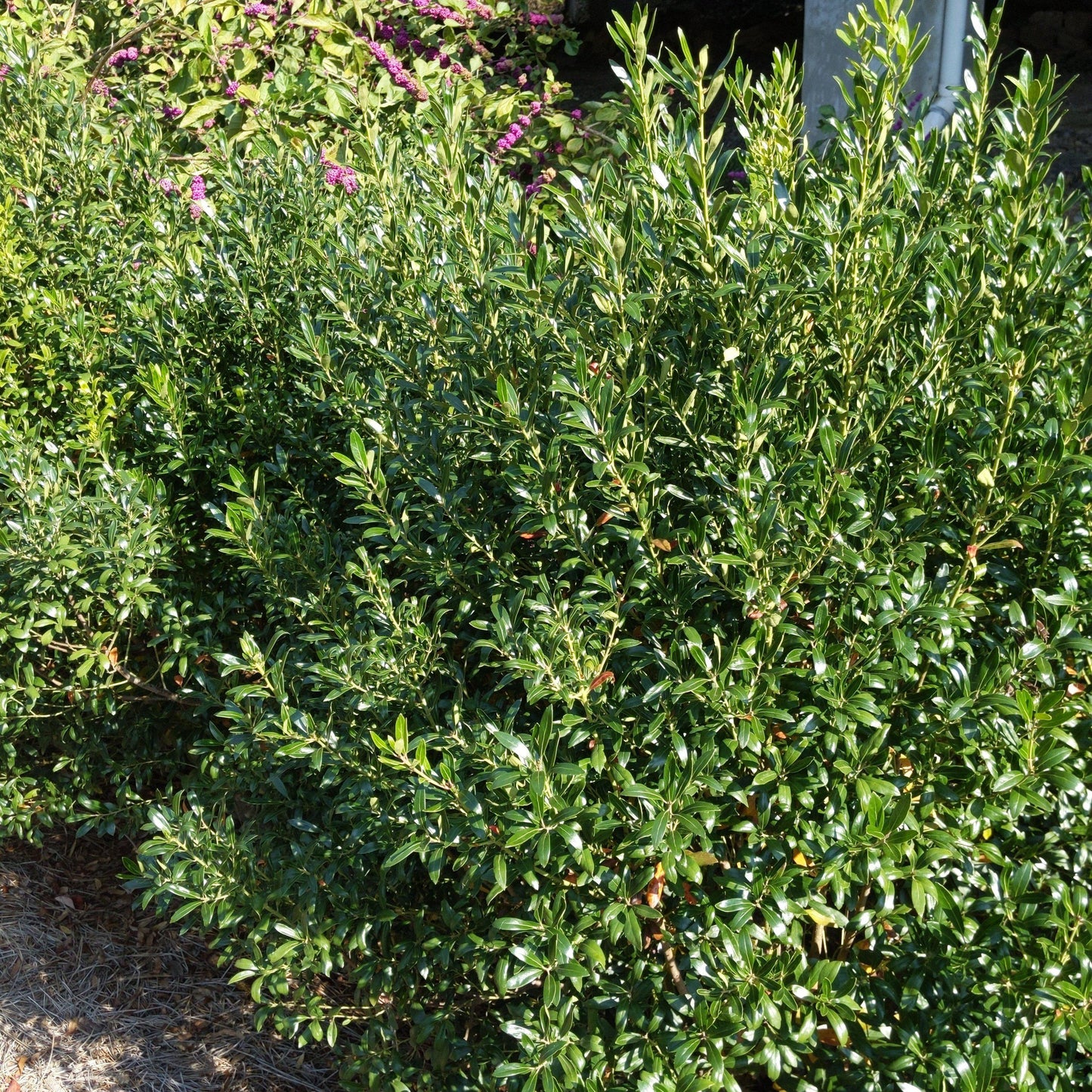 Ilex glabra - Densa Inkberry Holly