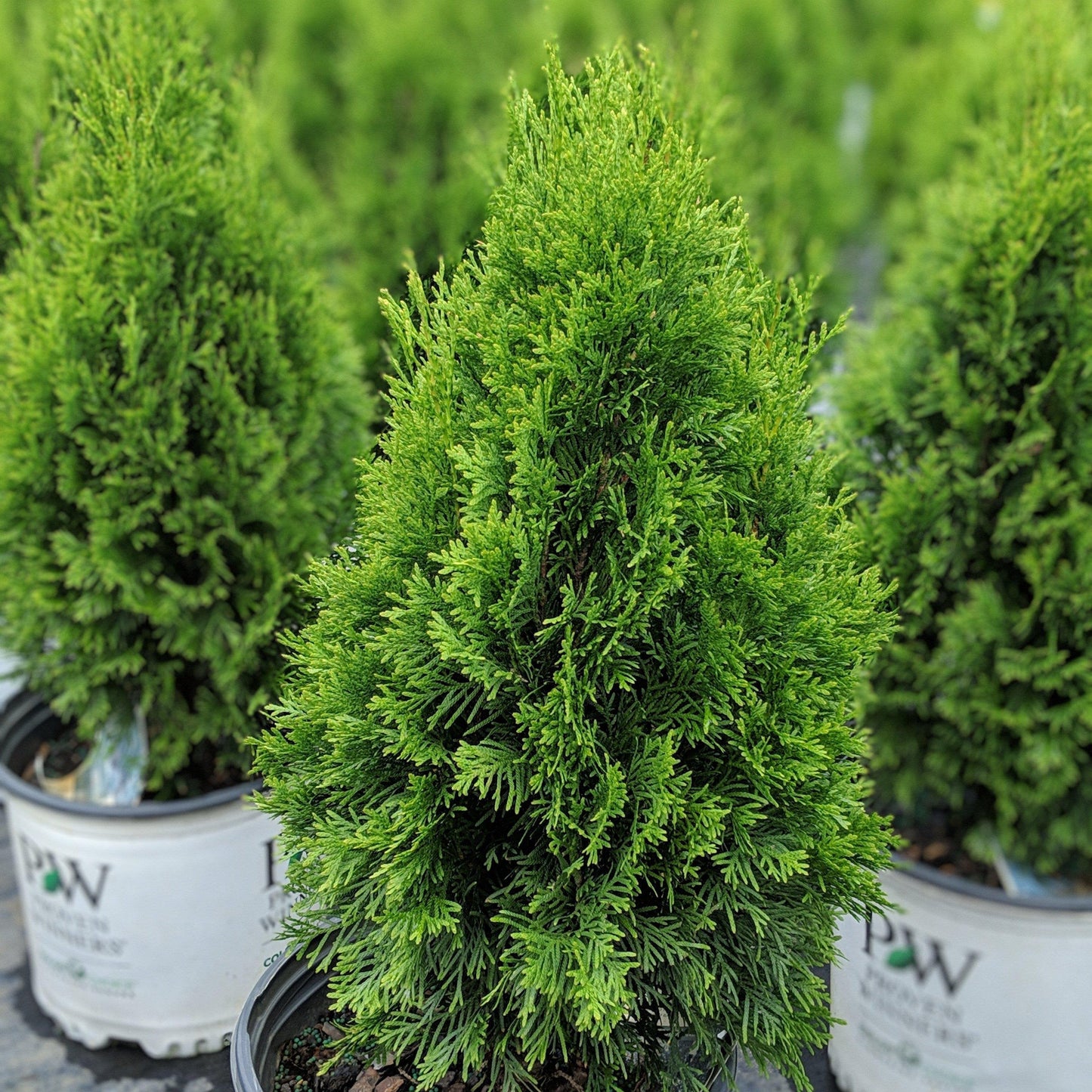 Thuja occidentalis - North Pole® Arborvitae