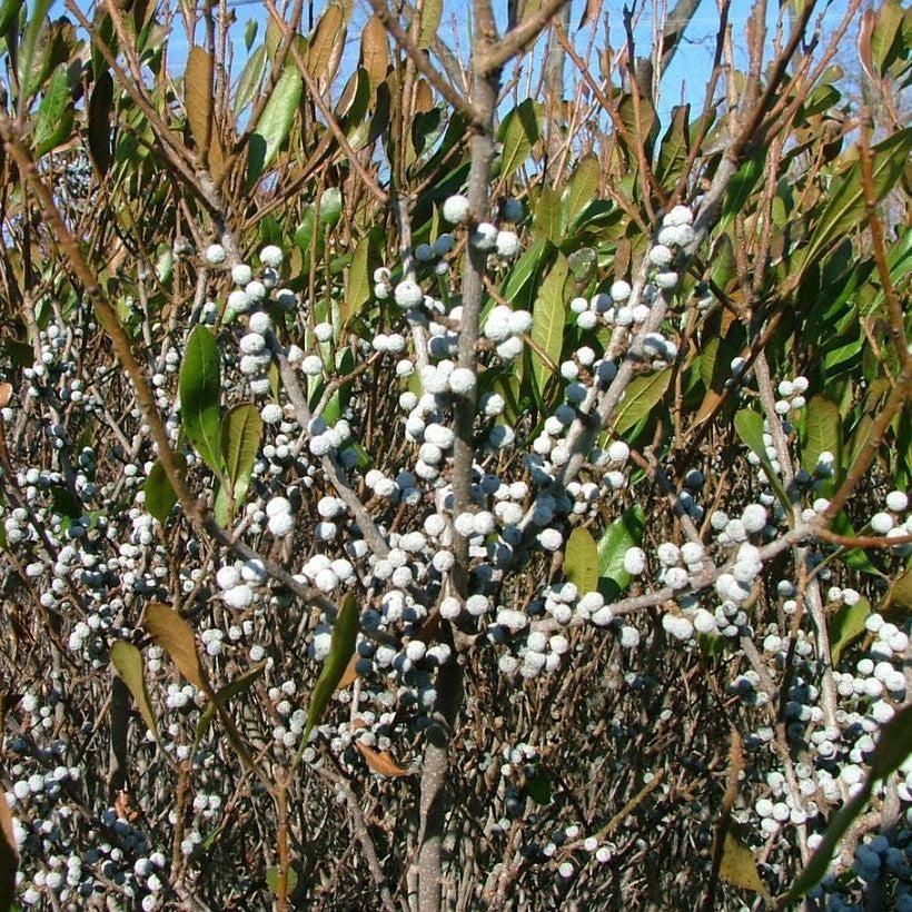 Myrica pensylvanica - Bobee™ Bayberry