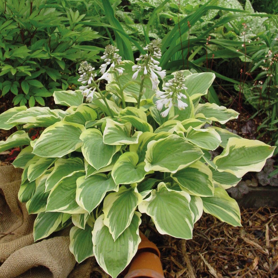 Hosta x - Tambourine Hosta