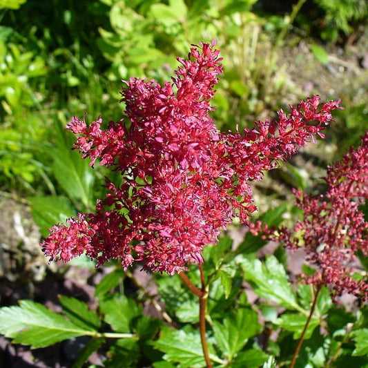 Astilbe x arendsii - Fanal Astilbe