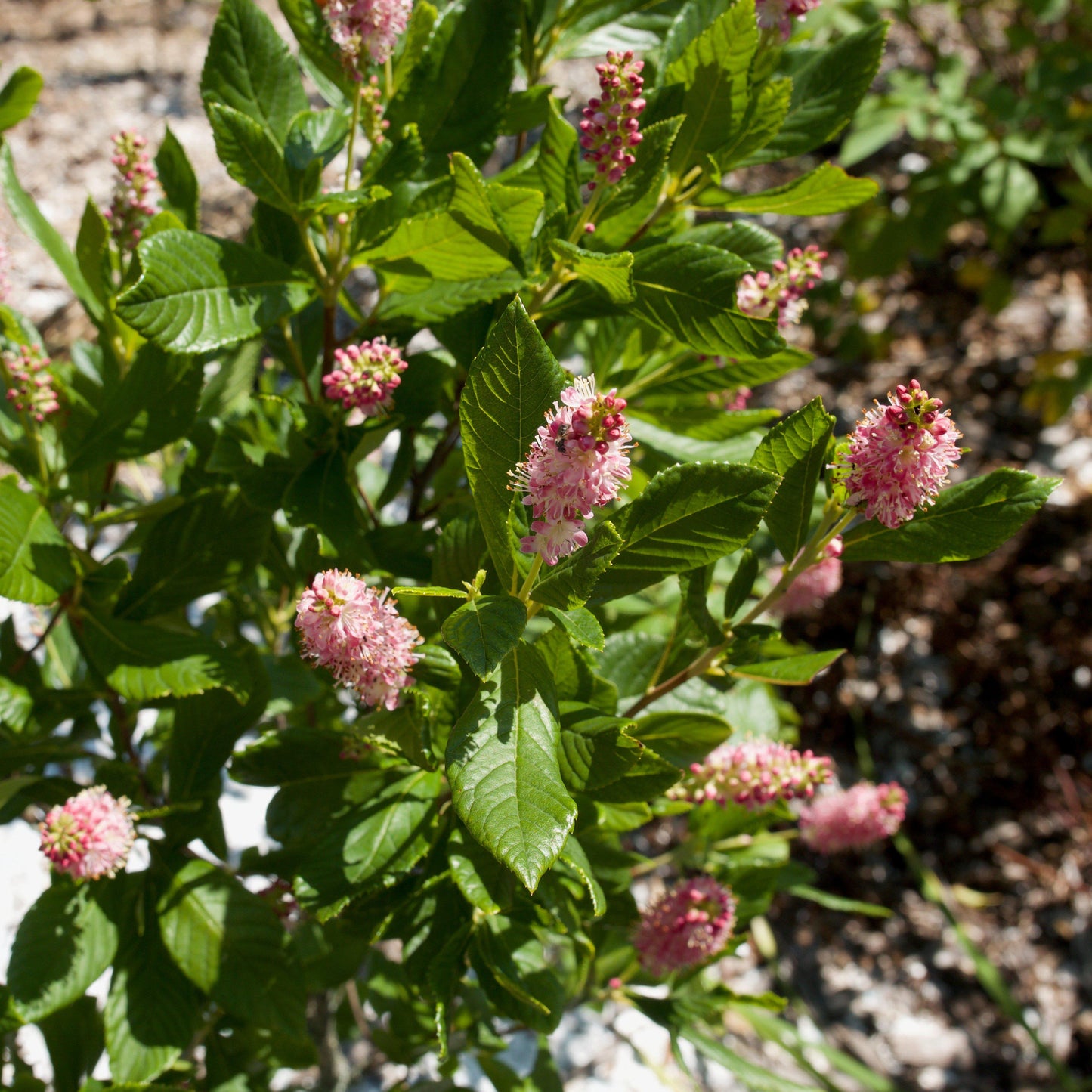 Clethra alnifolia - Ruby Spice Summersweet