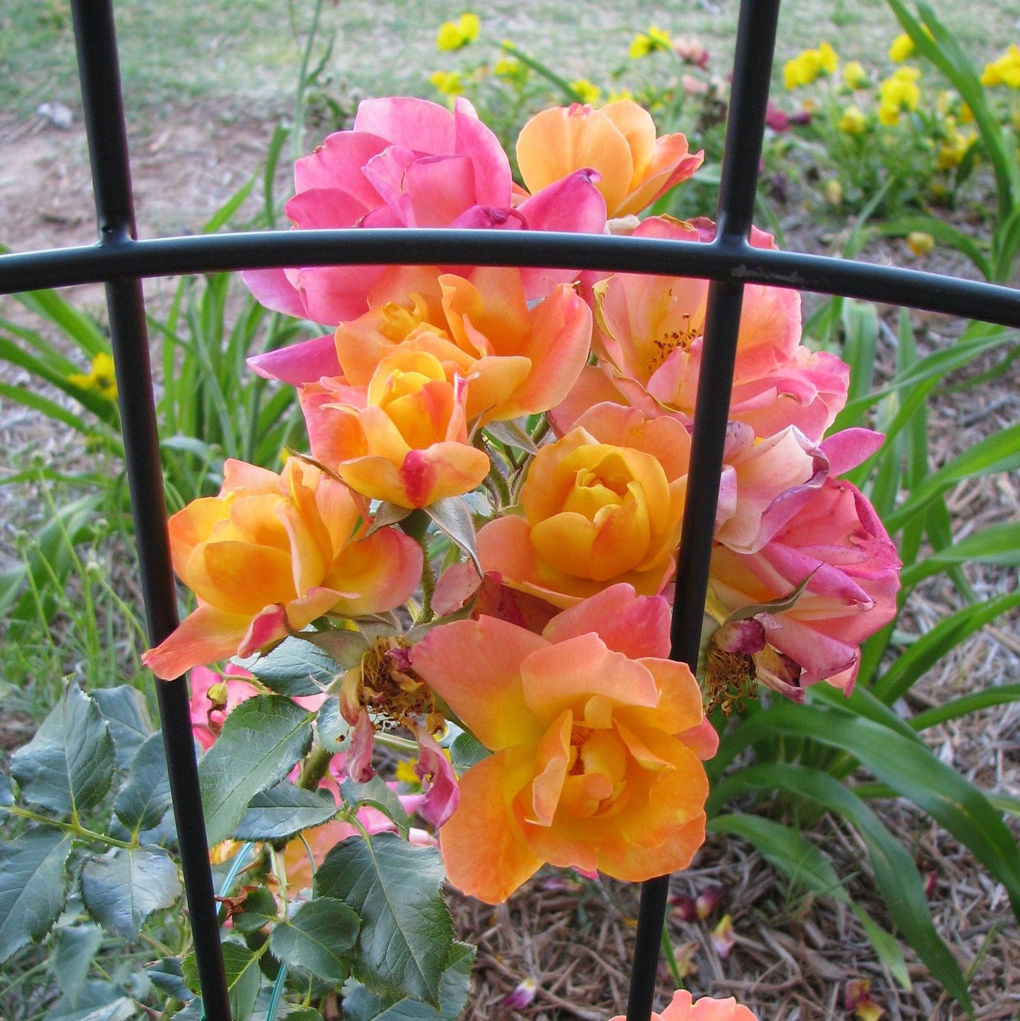 Rosa - Joseph's Coat Rose