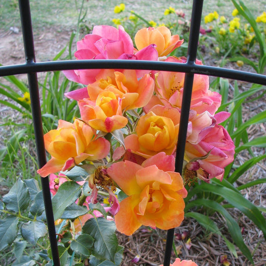 Rosa - Joseph's Coat Rose