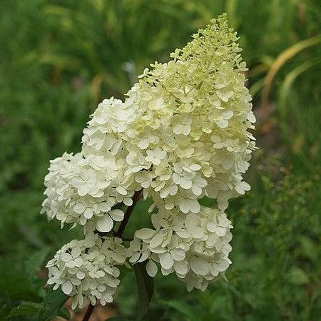 Hydrangea paniculata - First Editions® Vanilla Strawberry™ Hydrangea