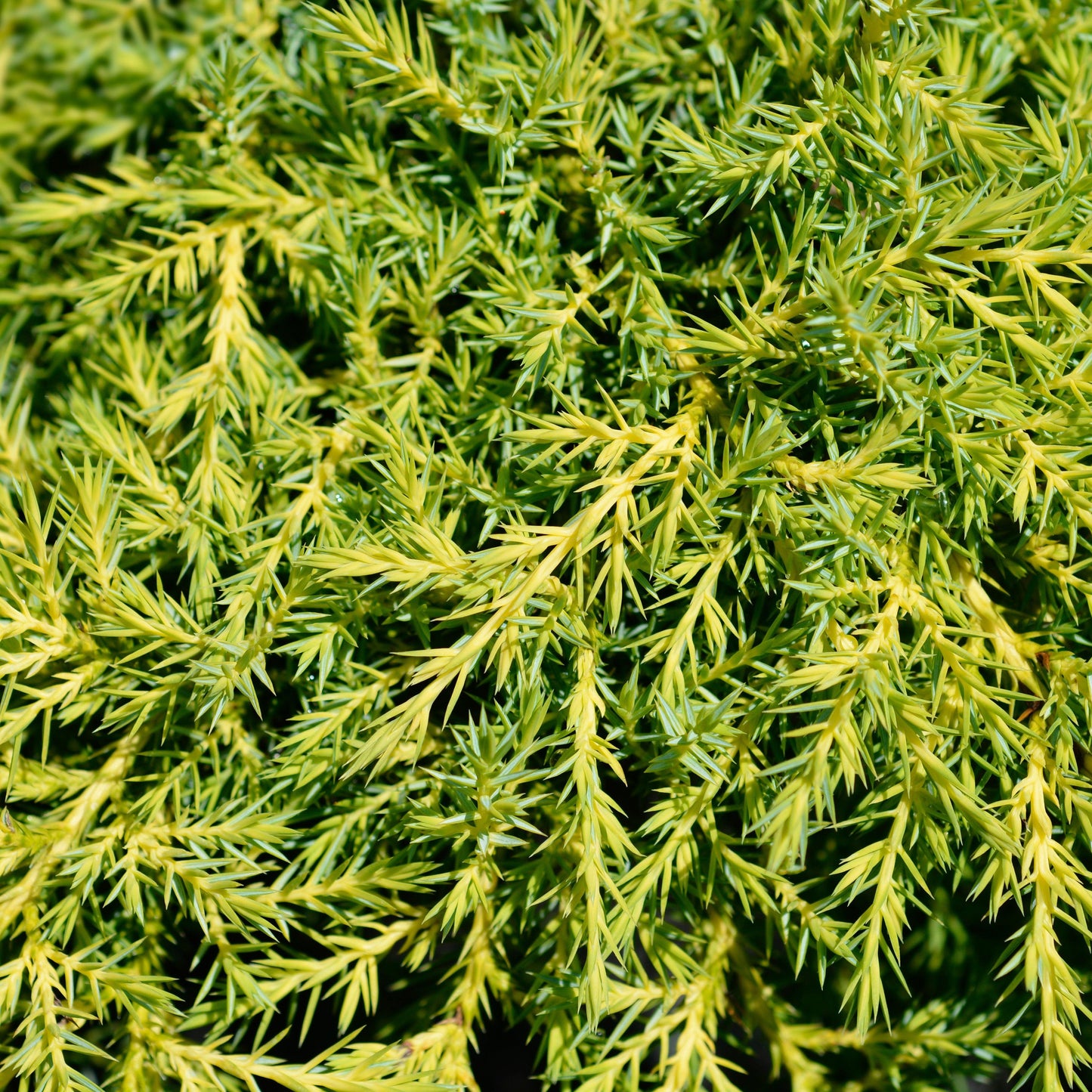 Juniperus chinensis - Gold Star Juniper