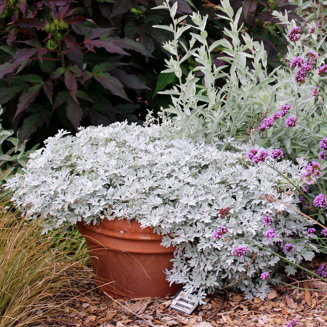 Artemisia  - Silver Brocade Artemesia