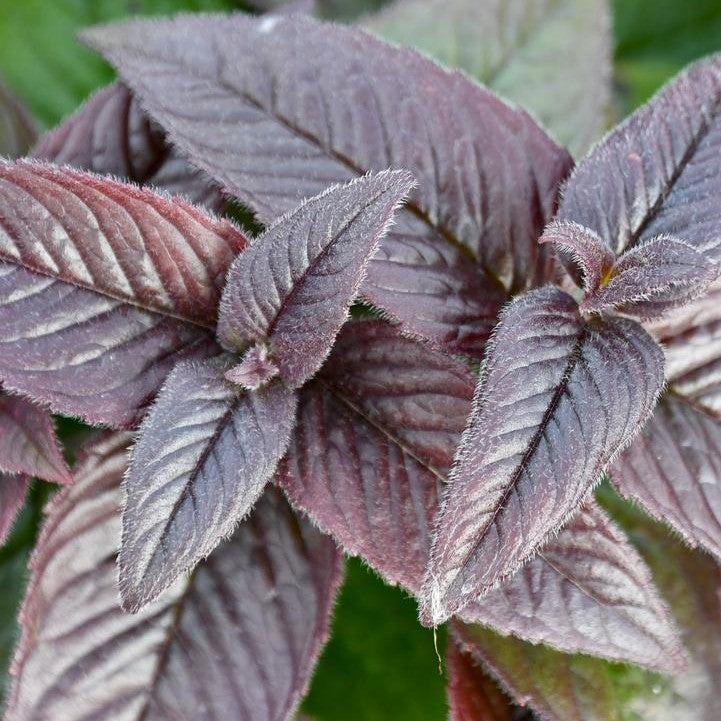 Monarda bradburiana - Midnight Oil Bee Balm