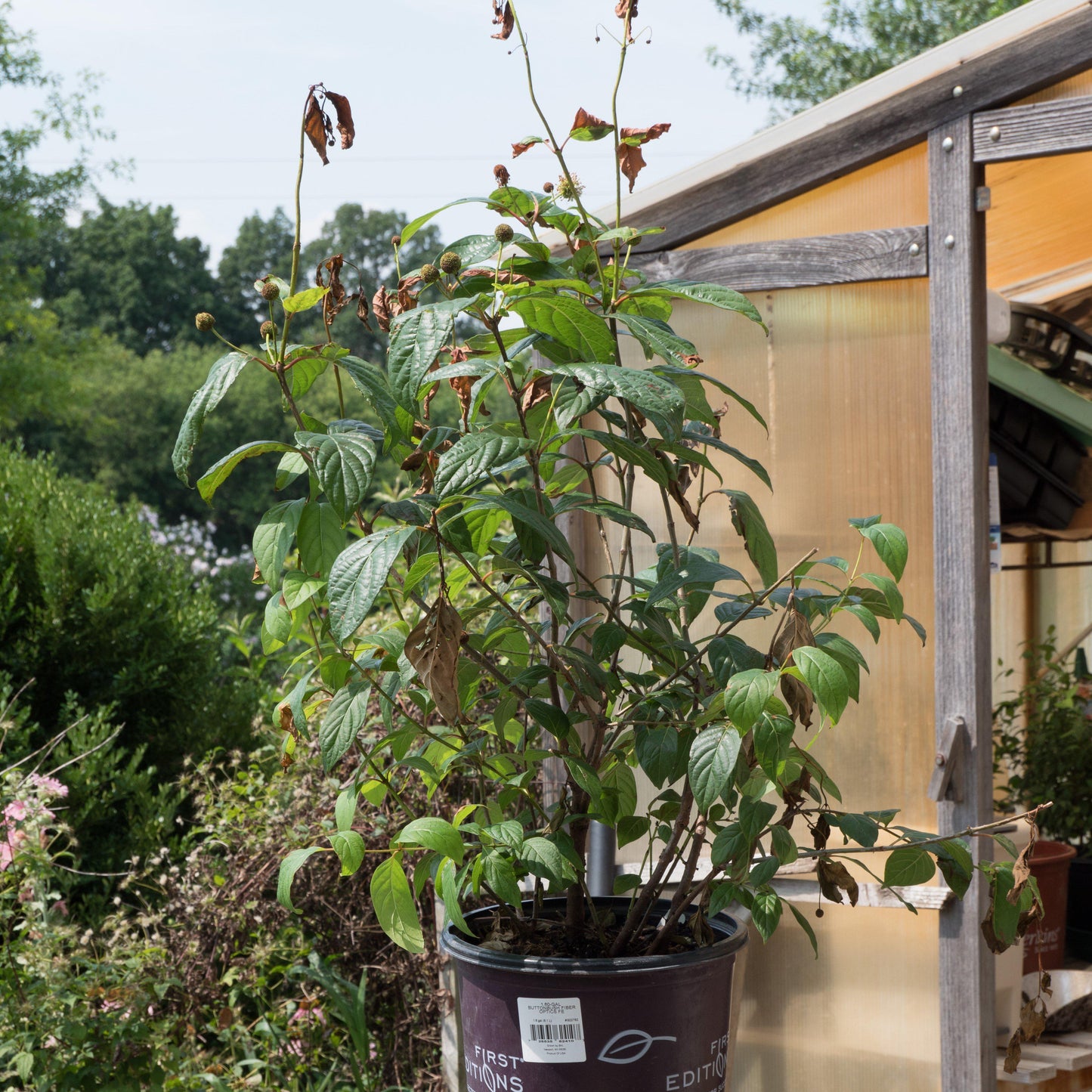 Cephalanthus occidentalis - First Editions® Fiber Optics Cephalanthus