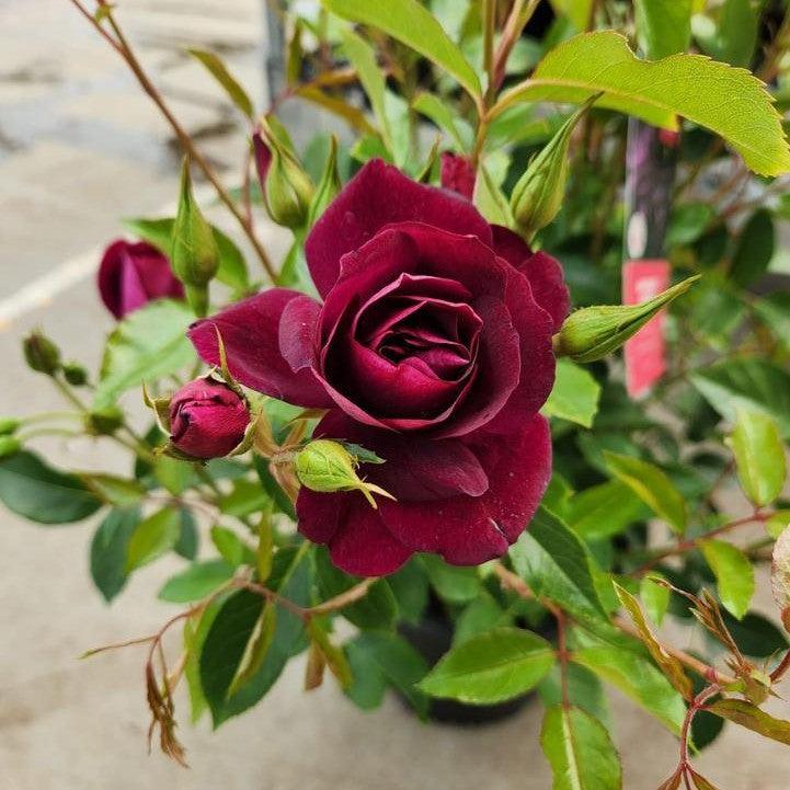 Rosa - Burgundy Iceberg Rose