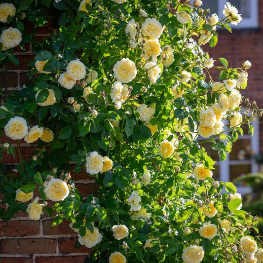 Rosa - The Pilgrim® Rose