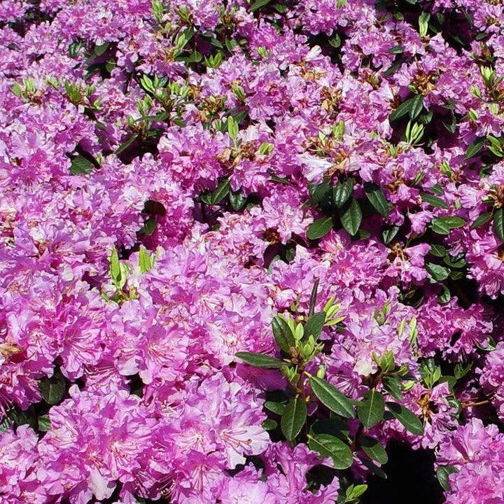 Rhododendron x - Olga Mezitt Rhododendron