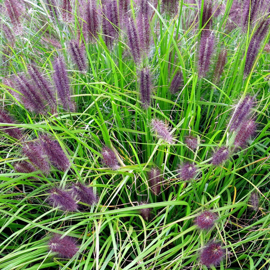 Pennisetum alopecuroides - Red Head Fountain Grass