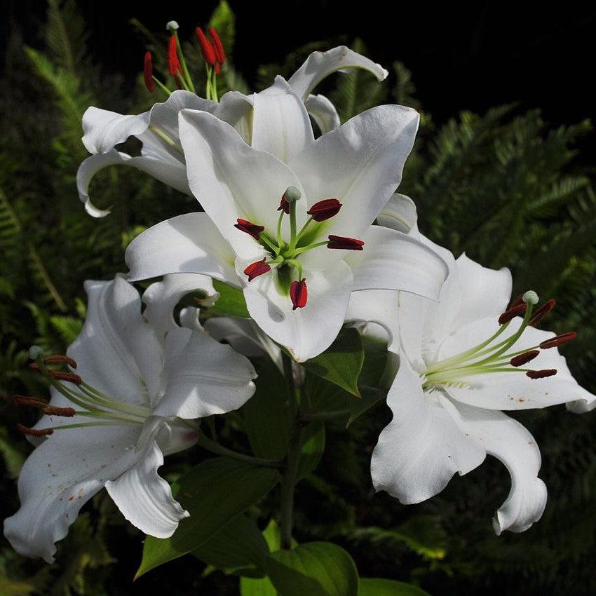 Lilium - Casa Blanca Oriental Lily