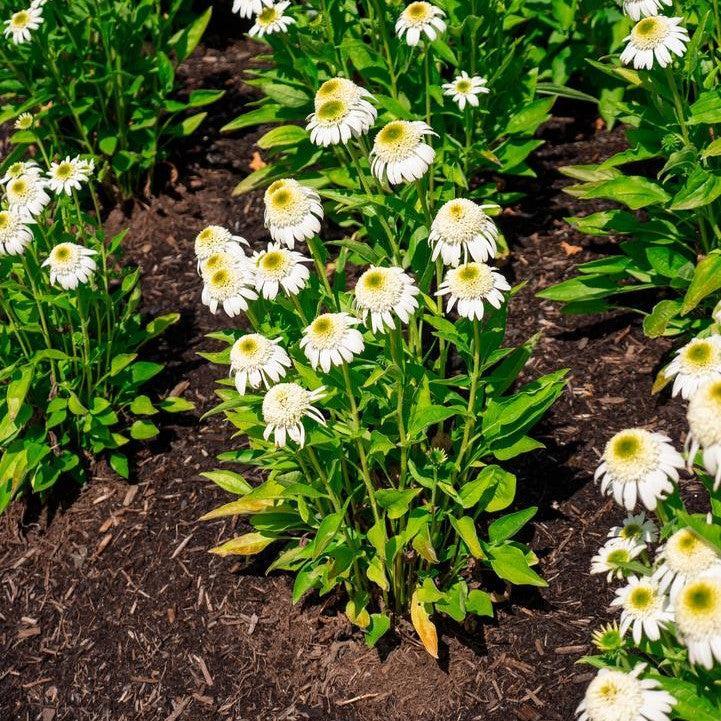 Echinacea purpurea - Vanilla Drip™ Echinacea