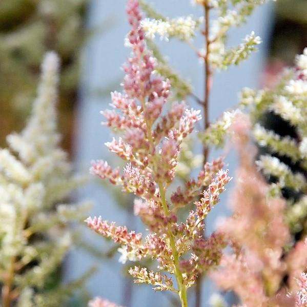 Astilbe japonica - Rheinland Japanese Astilbe