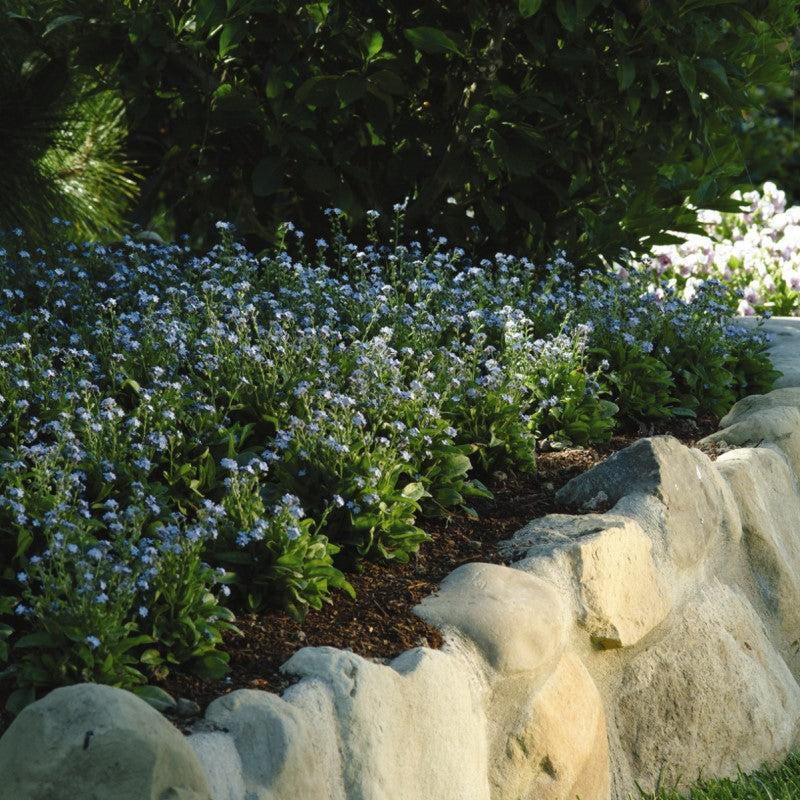 Myosotis sylvatica - Mon Amie Blue Forget-Me-Not