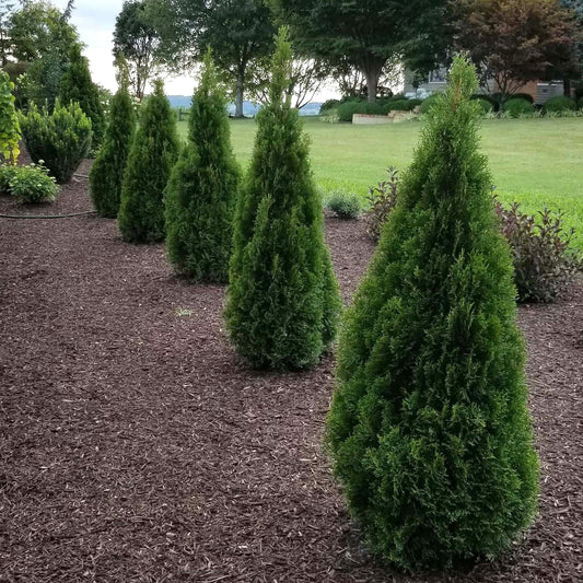 Thuja occidentalis - Emerald Squeeze™ Arborvitae