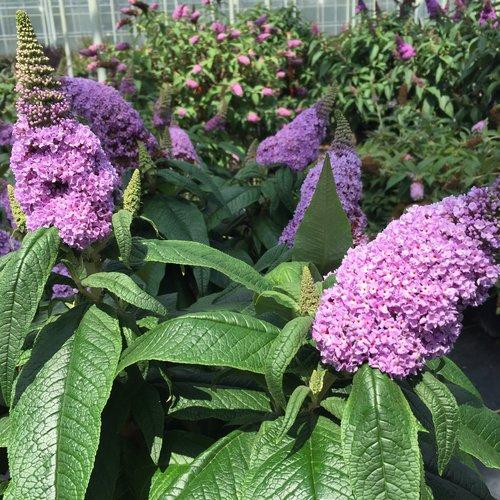Buddleia x - Pugster® Amethyst Butterfly Bush