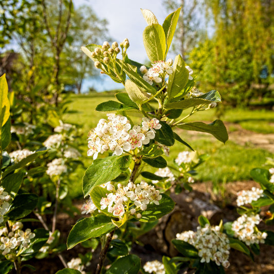 Aronia melanocarpa - Viking Black Chokeberry