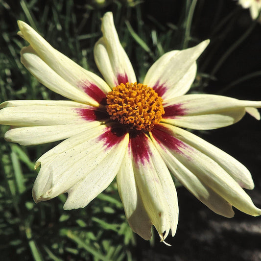Coreopsis x verticillata - Lil' Bang™ Starlight Coreopsis
