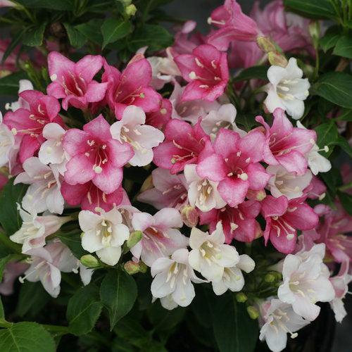 Weigela florida - Czechmark Trilogy® Weigela