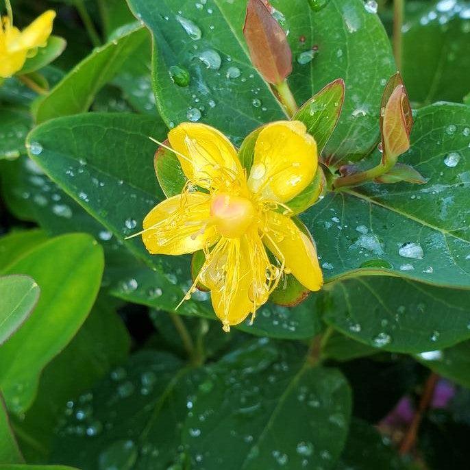Hypericum x inodorum - First Editions® Magical® Red Flame St. John's Wort