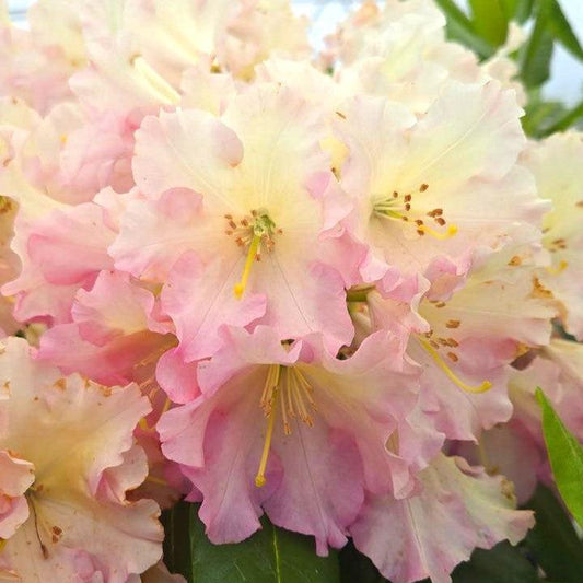 Rhododendron - Hoopla