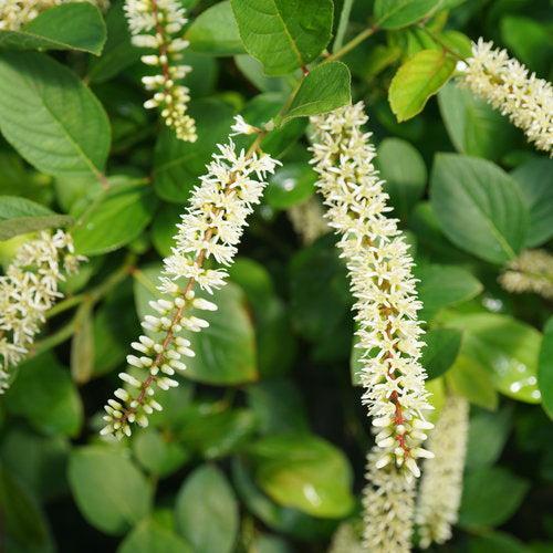 Itea virginica - Scentlandia® Sweetspire